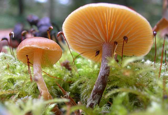 Una strana Galerina  lillipuziana